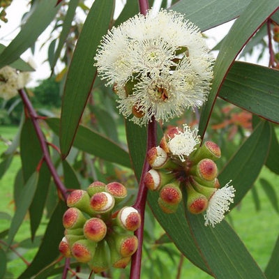 Eucalyptus citronné OB, feuilles : confort articulaire et musculaire, répulsif des insectes.