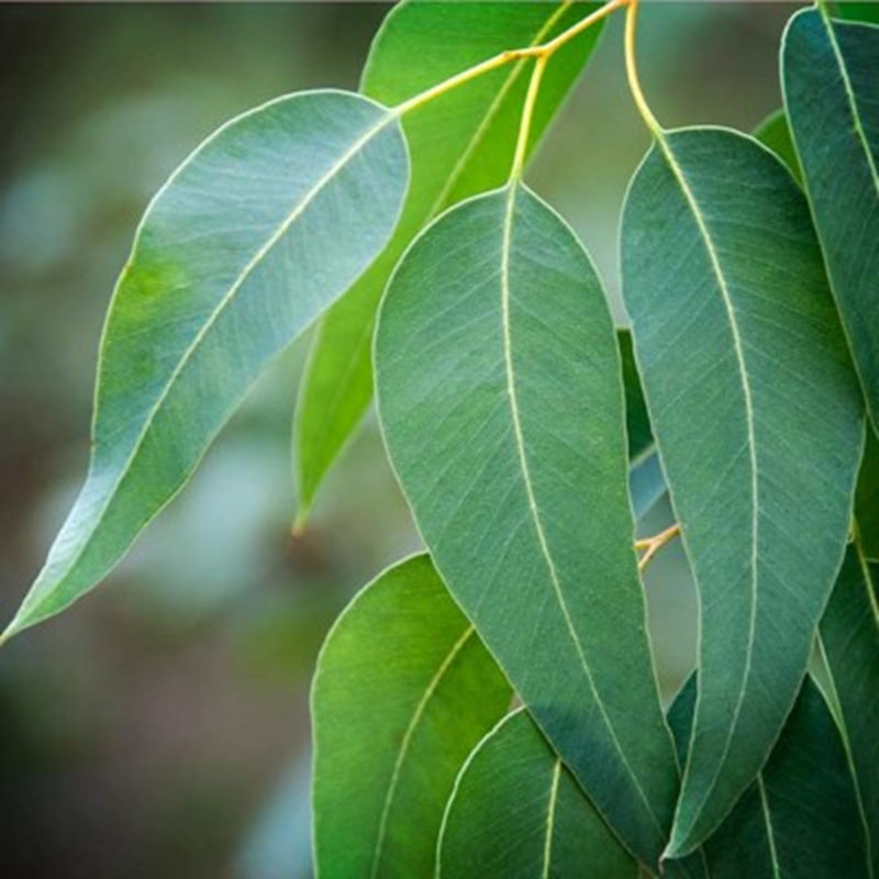 Eucalyptus radiata OB, feuilles :  favorise la respiration