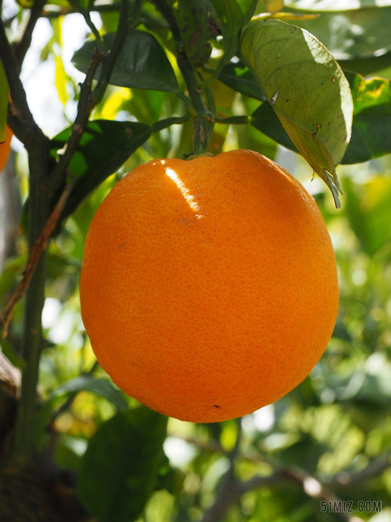Orange OB, zestes : apaisante, digestive et optimisme