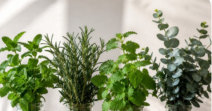 ThermoCalm : 4 huiles essentielles
