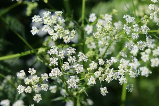 Cumin OB, graines : purification de la flore intestinale, digestive et carminative.