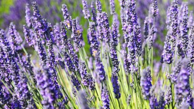 Lavandin abrial OB, sommités fleuries : douleurs musculaires