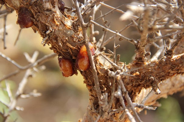 Huile essentielle Myrrhe de Somalie OB, oléorésine  : virus, parasites, douleurs, inflammation et reconnexion à la sphère spirituelle 