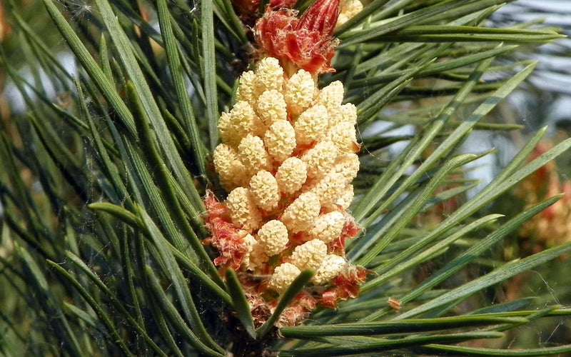 Pin sylvestre OB, aiguilles : respiratoire, revigore le corps et l&