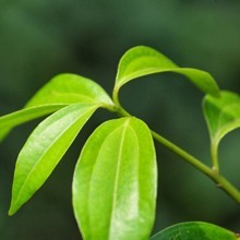 Tamala chémotype linalol OB, feuilles : douce et efficace sur les infections, respiratoire, relaxante