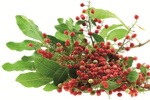 Baie rose OB, fruits : activation de la digestion et protection de la flore en douceur