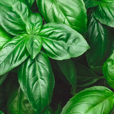 Basilic grand vert OB, feuilles : digestive, cocooning