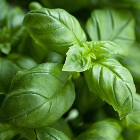 Basilic tropical OB, feuilles : puissante action sur les spasmes, digestive, permet de relâcher les crispations