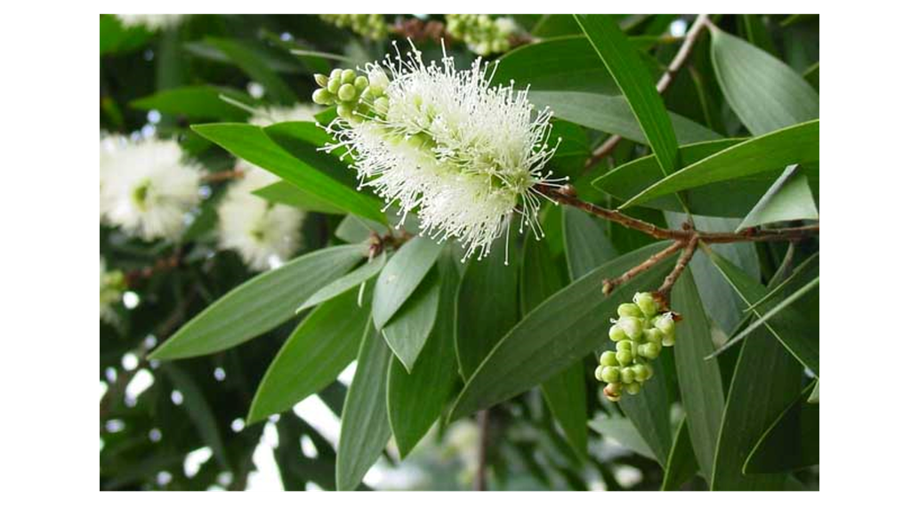 Cajeput OB, feuilles