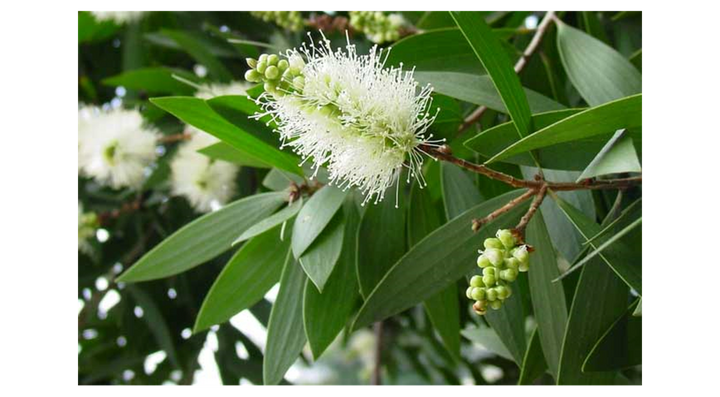 Cajeput OB, feuilles