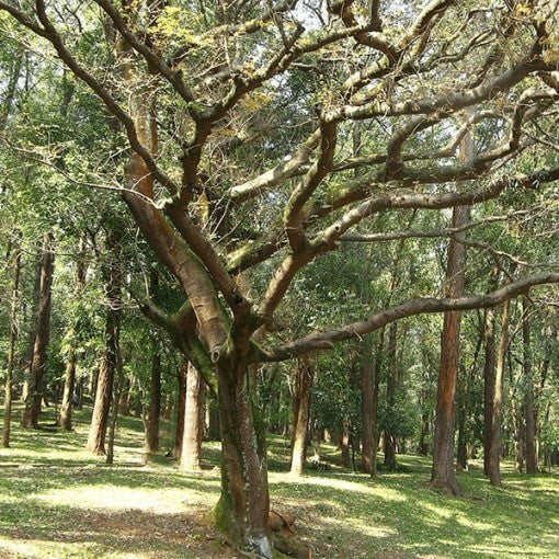Baume de Copahu OB