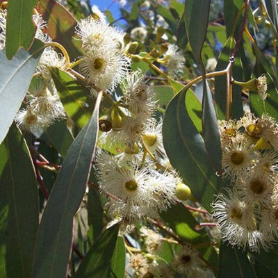 Eucalyptus dives à piperitone OB, feuilles : toux grasses et cellulite