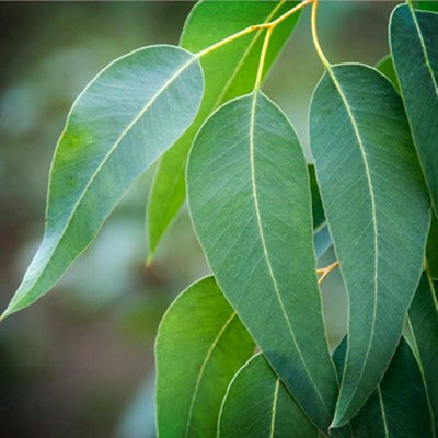 Eucalyptus radiata OB, feuilles : affections respiratoires, grippes, douce pour les enfants.