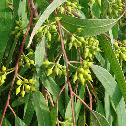Eucalyptus smithii OB, feuilles : grippes, rhumes, douce pour les enfants