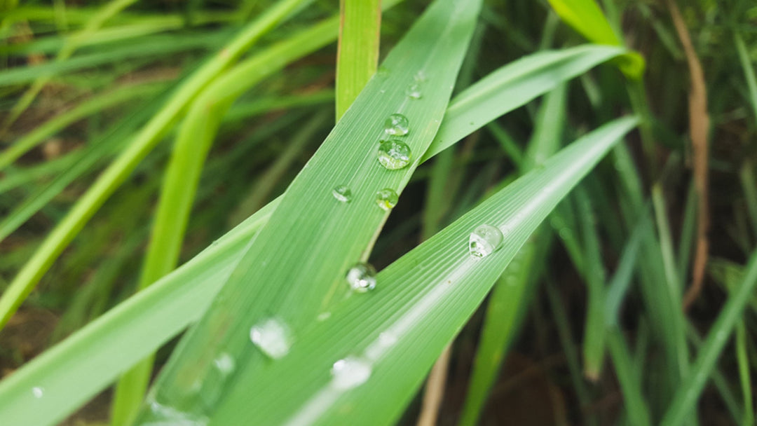 Huile essentielle Lemongrass flexuosus OB, parties aériennes