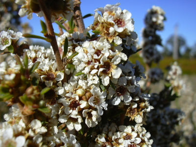 Fragonia OB, CT ternaire, rameaux feuillés : infections bactériennes, respiratoire, libération et résolution des conflits.