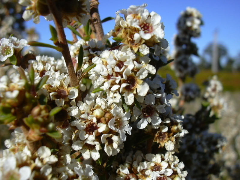 Fragonia OB, CT ternaire, rameaux feuillés : infections bactériennes, respiratoire, libération et résolution des conflits.