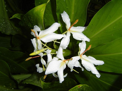 Gingembre papillon OB, feuilles : voies respiratoires, relaxante, deuil et résilience