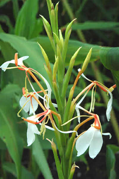 Gingembre à fleurs de Lys OB - Hedychium spicatum, rhizomes  : digestion, respiration, soutient l'immunité, harmonie totale.