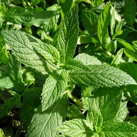 Hydrolat Menthe verte OB, feuilles : drainage du foie, digestion, respiration, détente.