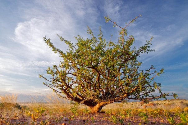 Huile essentielle Myrrhe de Somalie OB, oléorésine  : virus, parasites, douleurs, inflammation et reconnexion à la sphère spirituelle 