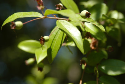 Myrte Maroc OB, chémotype acétate de myrtényle, feuilles  : drainante, respiratoire, rééquilibrante du système nerveux.