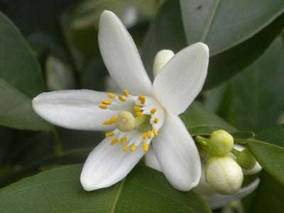 Hydrolat de Fleur d'Oranger OB : équilibrante du système nerveux, digestive, effet cocooning