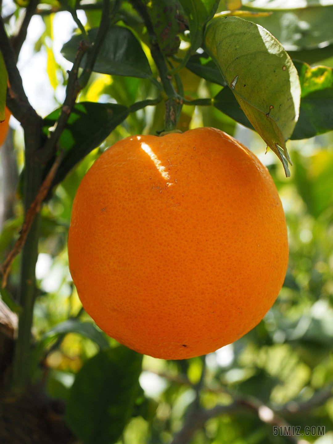 Huile essentielle Orange OB, zestes : apaisante, digestive et optimisme