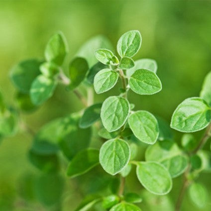 Origan compact OB, feuilles : puissante action sur les infections, et tonique du système nerveux.