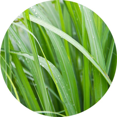 No Pic (chevaux) :  Menthe verte, Shiu, Palmarosa (5 ml)