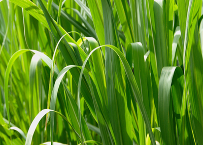 Palmarosa OB, parties aériennes : affections cutanées, mycoses, équilibrante émotionnelle.