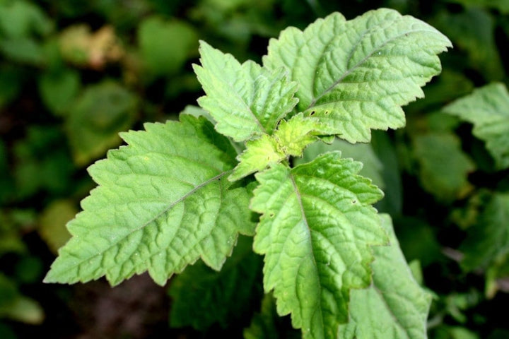 Huile essentielle Patchouli OB, feuilles : tonique, circulation veineuse et cicatrisation