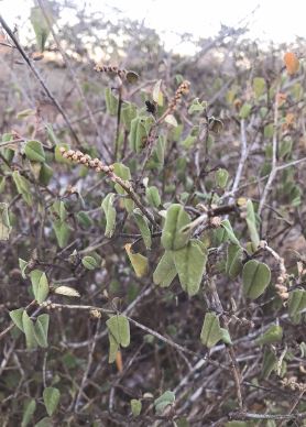 Croton cotoneaster OB, feuilles : la mémoire immunitaire physique et psychologique