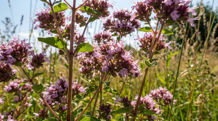 Huile essentielle Origan compact OB, feuilles