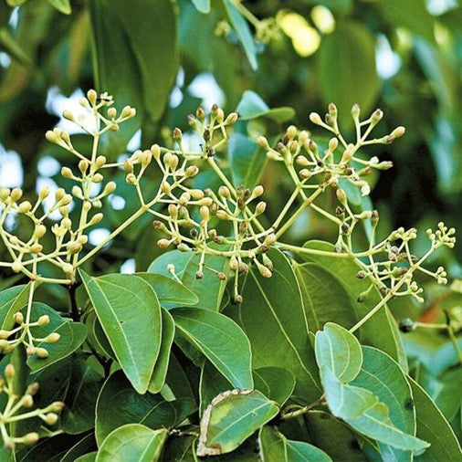 Huile essentielle Ravensara aromatica OB, feuilles : grippes, douleurs, recharge énergétique et harmonie intérieure