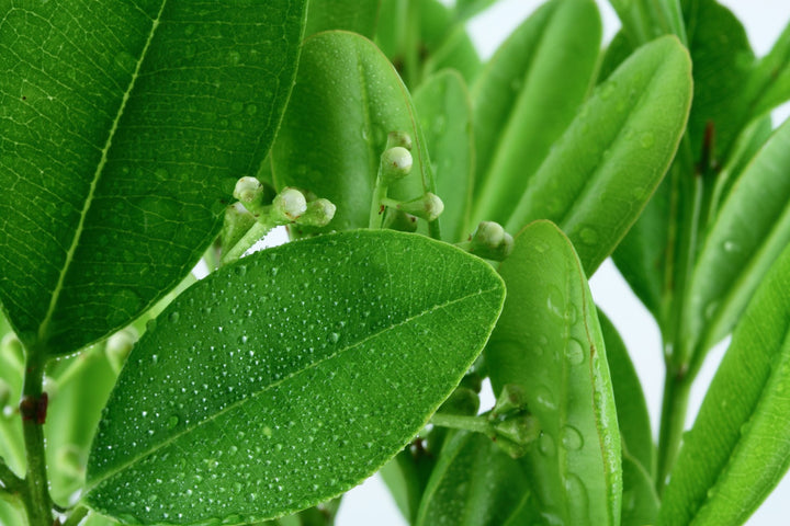 Huile essentielle Ravintsara OB, feuilles : virus, appareil respiratoire, rééquilibrante