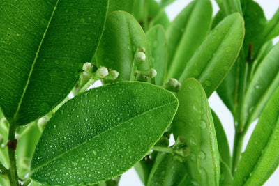 Ravintsara OB, feuilles : virus, appareil respiratoire, rééquilibrante