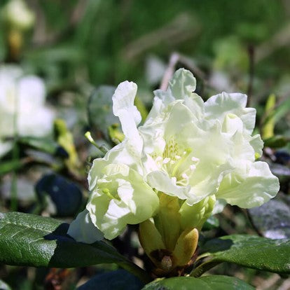 Rhododendron OB, feuilles : rhumatismes liés aux changements de temps