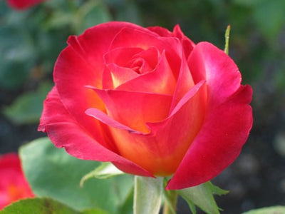 Rose de Damas OB, pétales