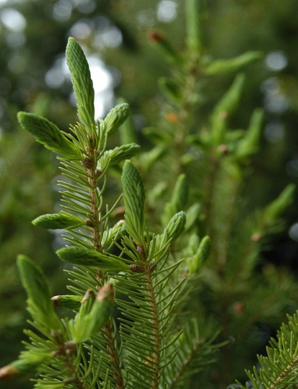 Sapin baumier OB, aiguilles : confort respiratoire, confort articulaire, favorise la vision de son futur.