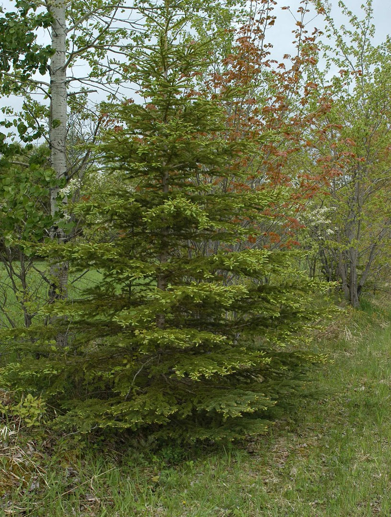 Sapin baumier OB, aiguilles : confort respiratoire, confort articulaire, favorise la vision de son futur.