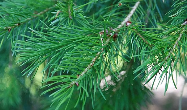 Huile essentielle Sapin douglas OB, aiguilles : expectorant, virus, harmonisante et protection spirituelle
