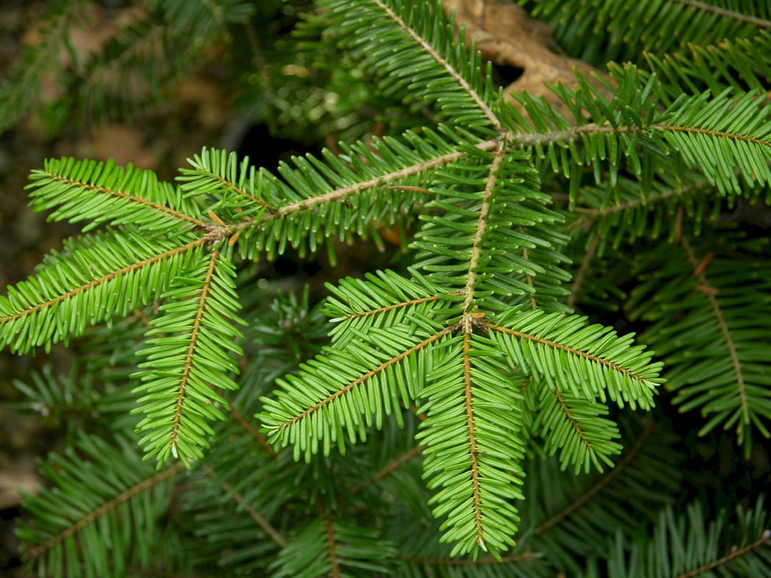 Huile essentielle Sapin géant OB, aiguilles : relaxant des bronches et révéler son "géant" intérieur