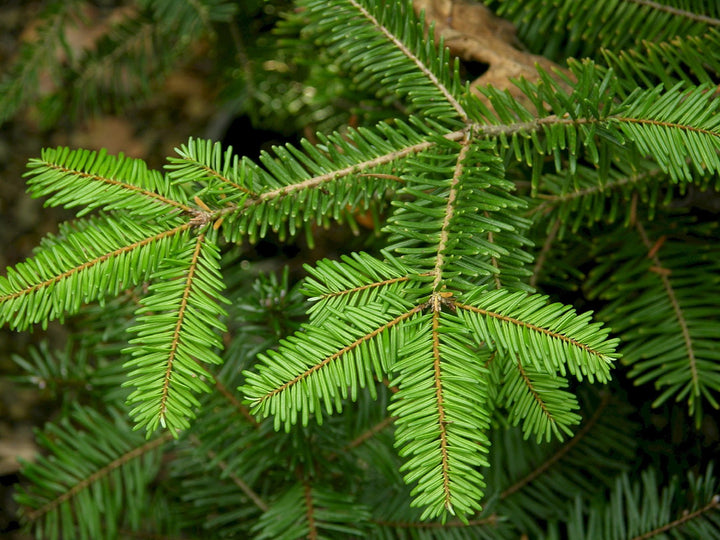 Huile essentielle Sapin géant OB, aiguilles : relaxant des bronches et révéler son "géant" intérieur