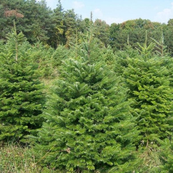Huile essentielle Sapin géant OB, aiguilles : relaxant des bronches et révéler son "géant" intérieur