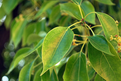 Bois de Shiu OB, feuilles : régénère la peau, affections respiratoires, favorise la sérénité