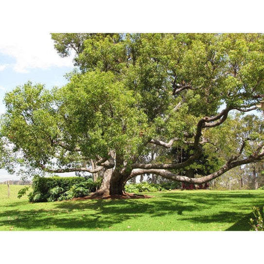 Bois de Shiu OB, feuilles : régénère la peau, affections respiratoires, favorise la sérénité