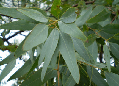 Eucalyptus staigeriana OB, feuilles : respiratoire, soutient des cellules du foie, facilite la concentration intellectuelle.