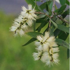 Huile essentielle Tea tree - Melaleuca alternifolia OB, CT chémotype terpinéol-4, feuilles