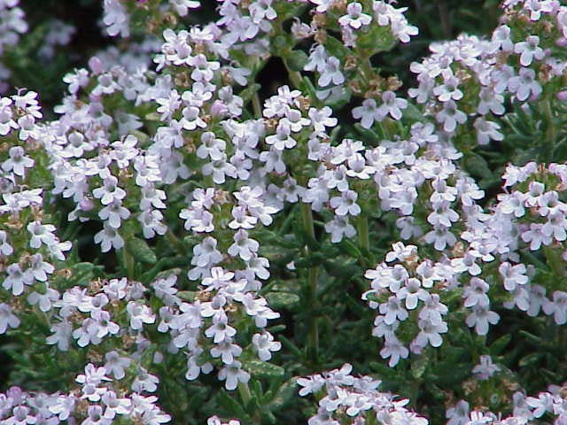 Huile essentielle Thym vulgaire à linalol fleurs OB